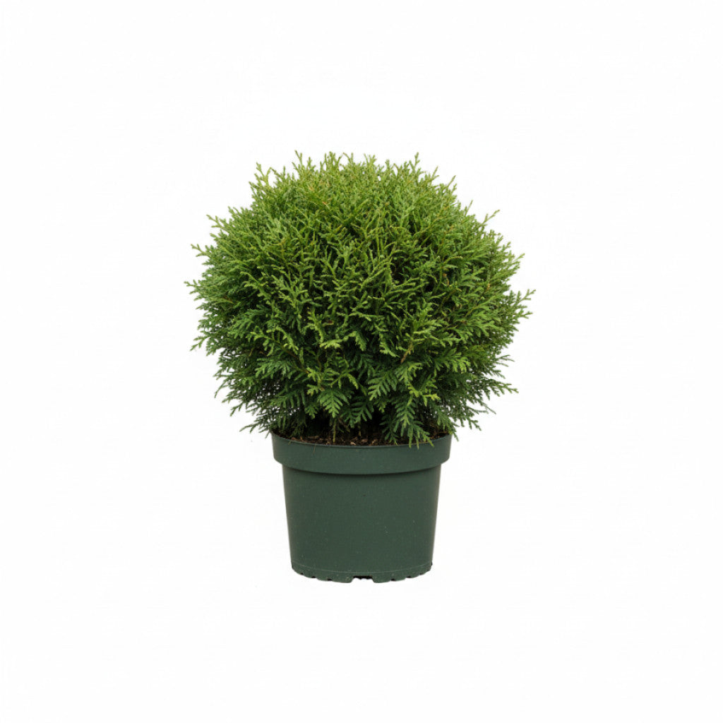 Thuja – Thuja occidentalis &