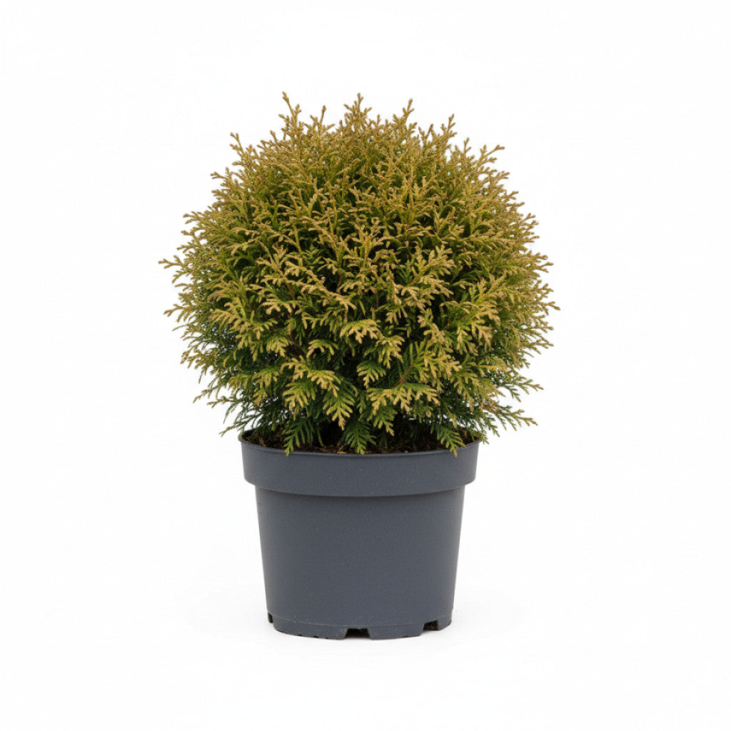 Thuja – Thuja occidentalis &