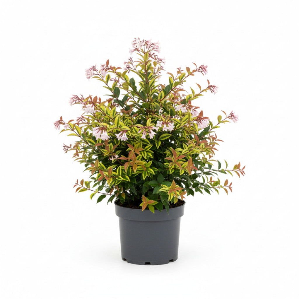 Storablia – Abelia grandifl. &