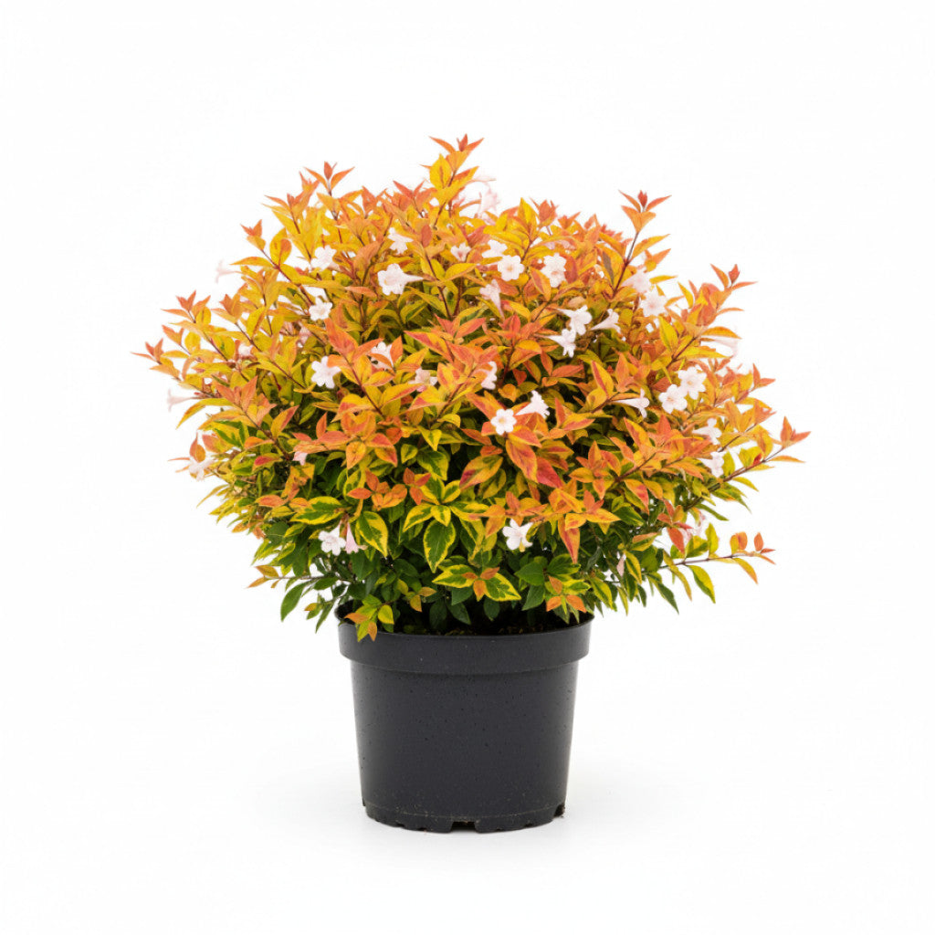 Storablia – Abelia grandifl. &