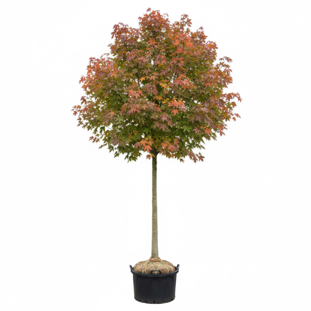 Freemanlönn – Acer freemanii &