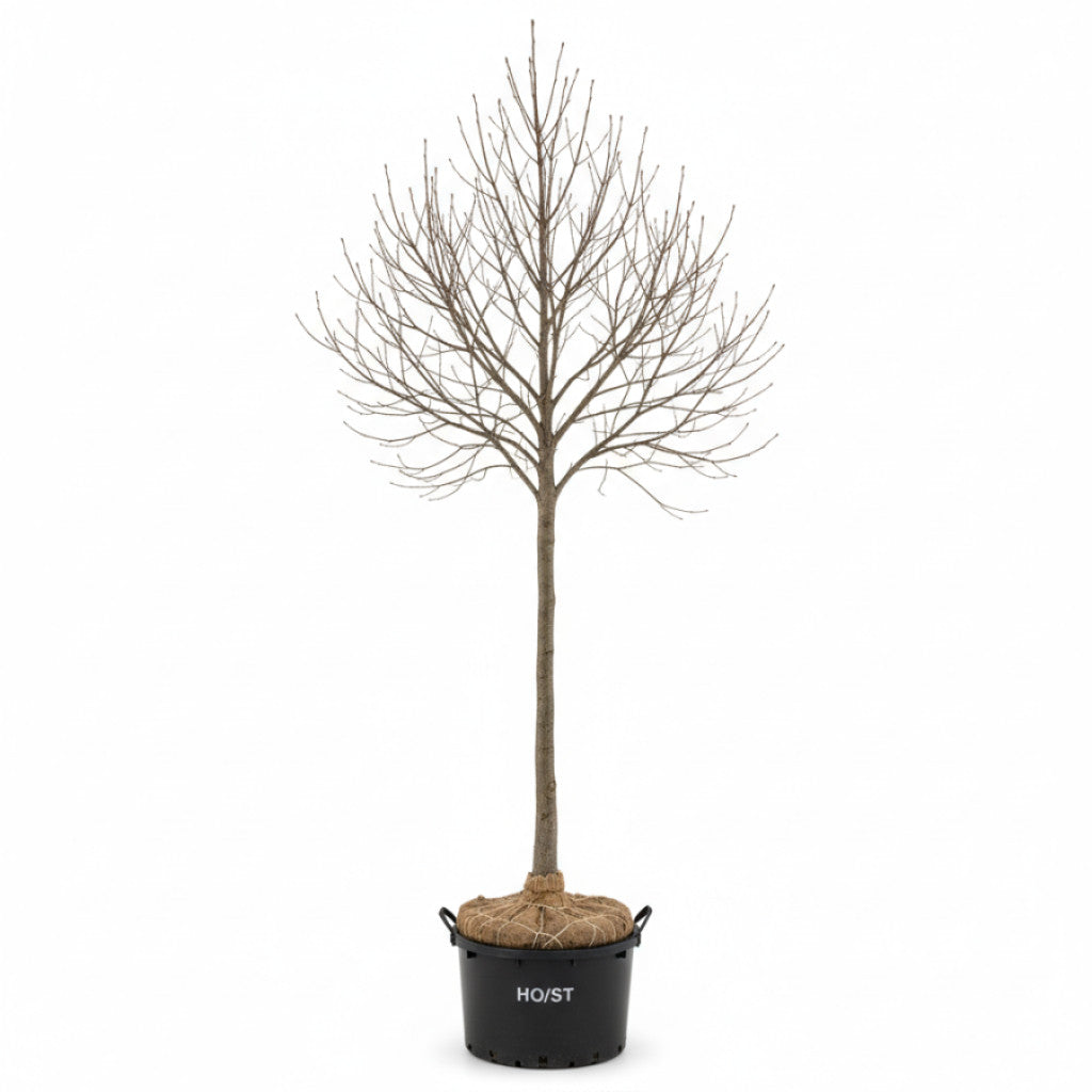 Freemanlönn – Acer freemanii &