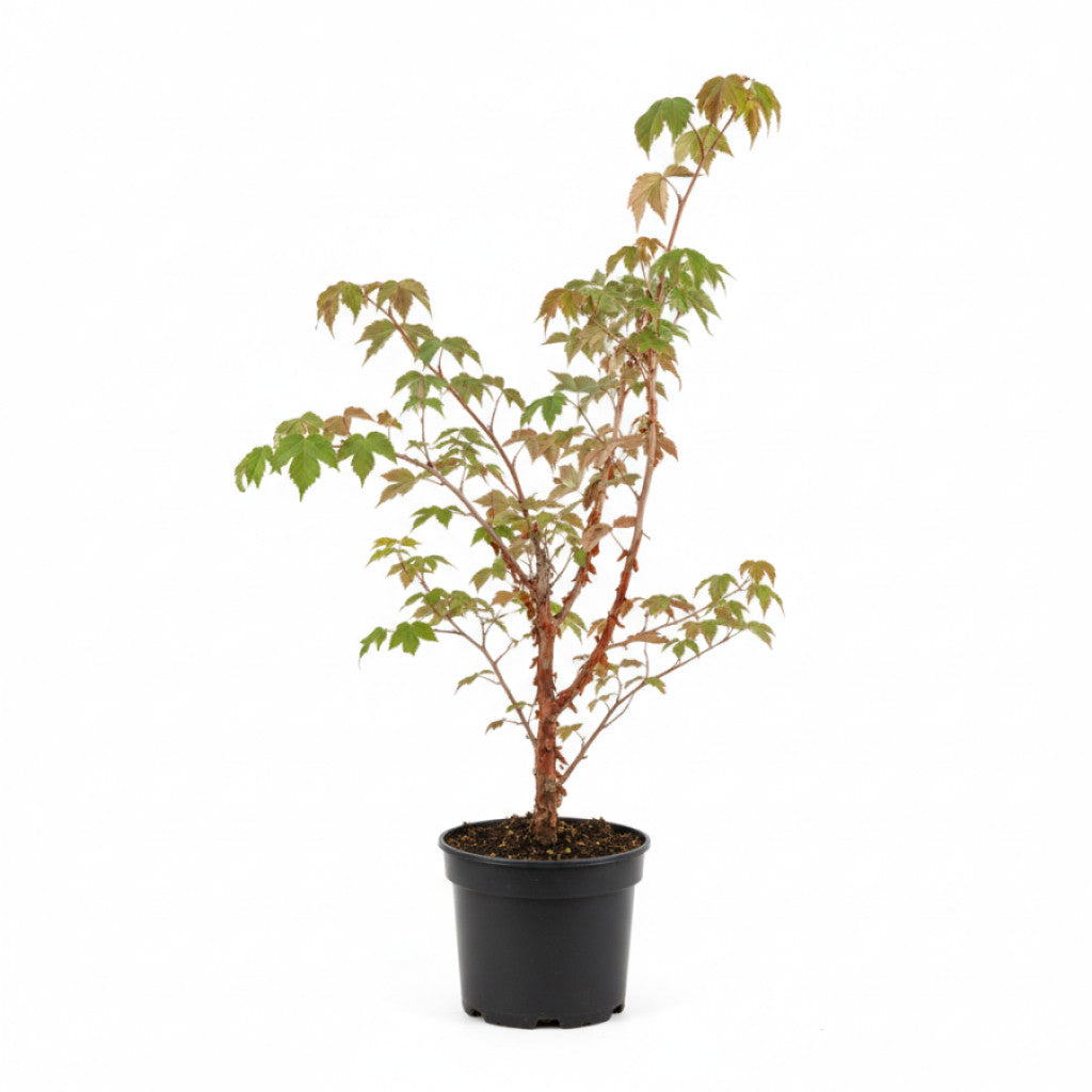 Papperslönn – Acer griseum - C5 60-80 CM