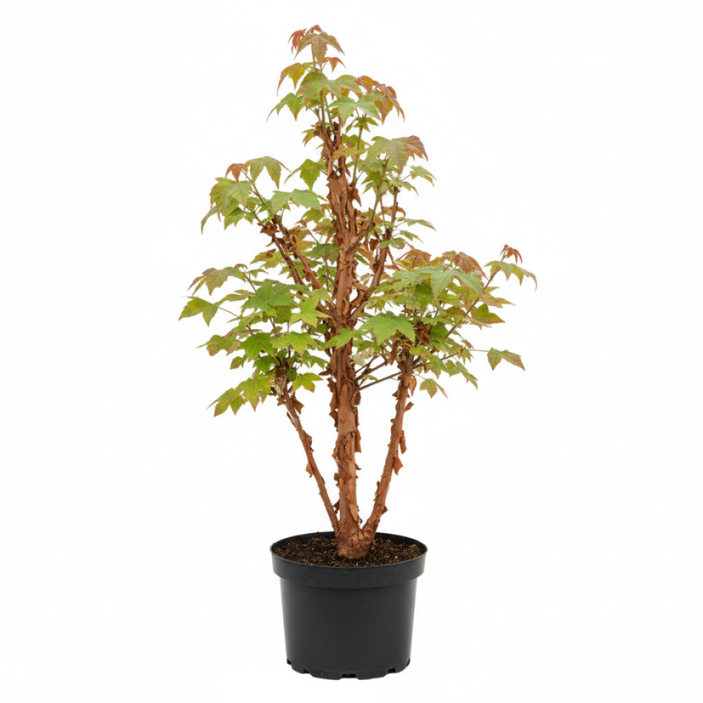 Papperslönn – Acer griseum - C5 80-100 CM