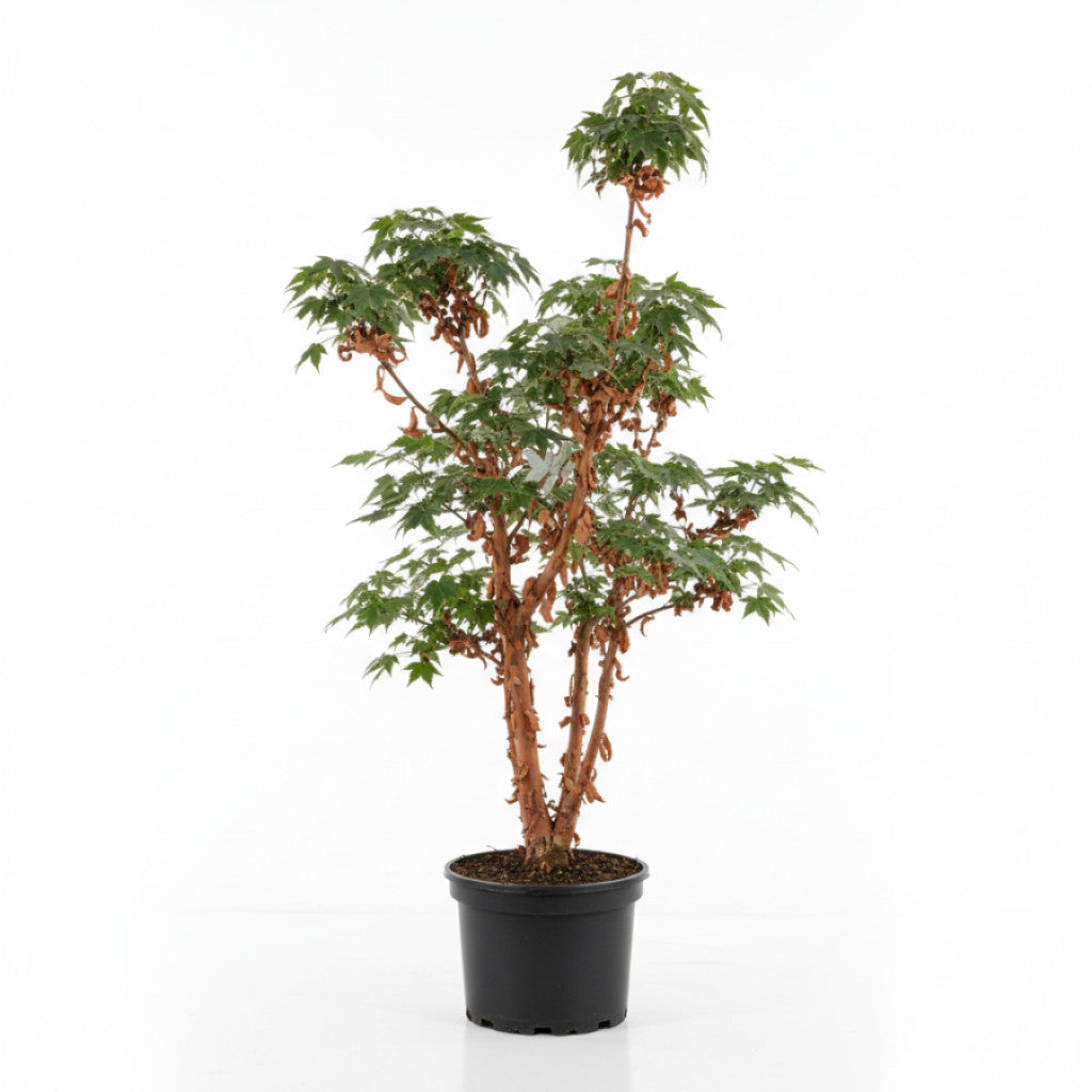 Papperslönn – Acer griseum - C35 125-150 CM