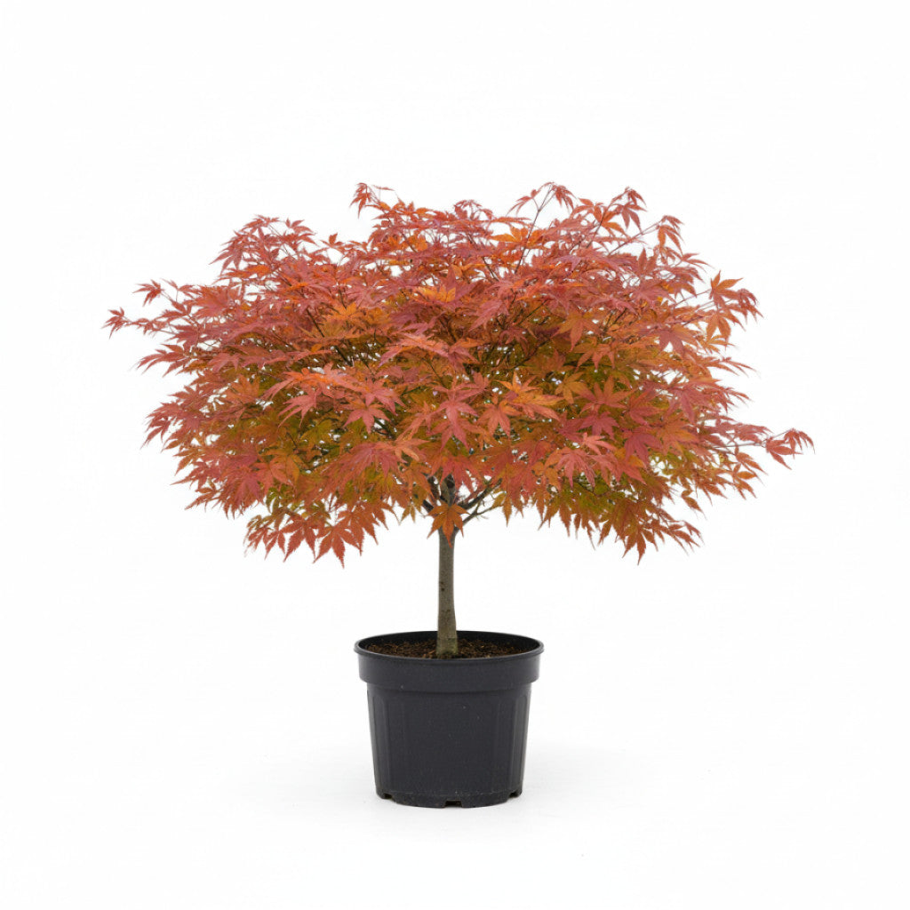 Japansk lönn – Acer japonicum &