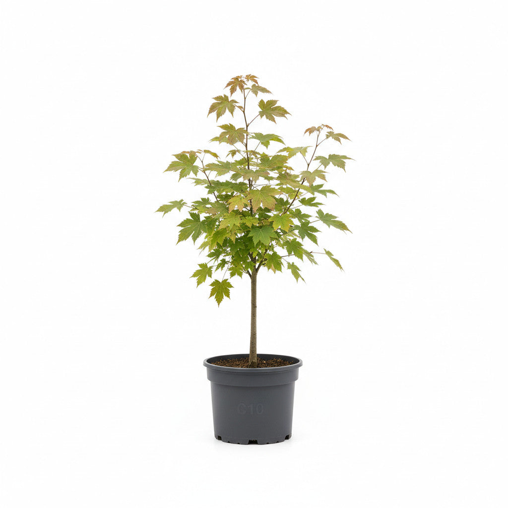 Japansk lönn – Acer japonicum &