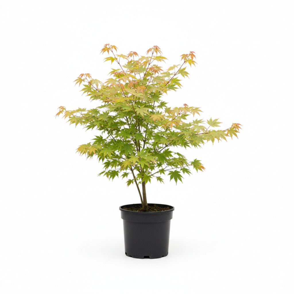 Japansk lönn – Acer japonicum &
