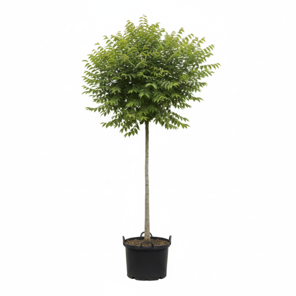 Askbladig lönn – Acer negundo - C20 6/8  150 CM Stem