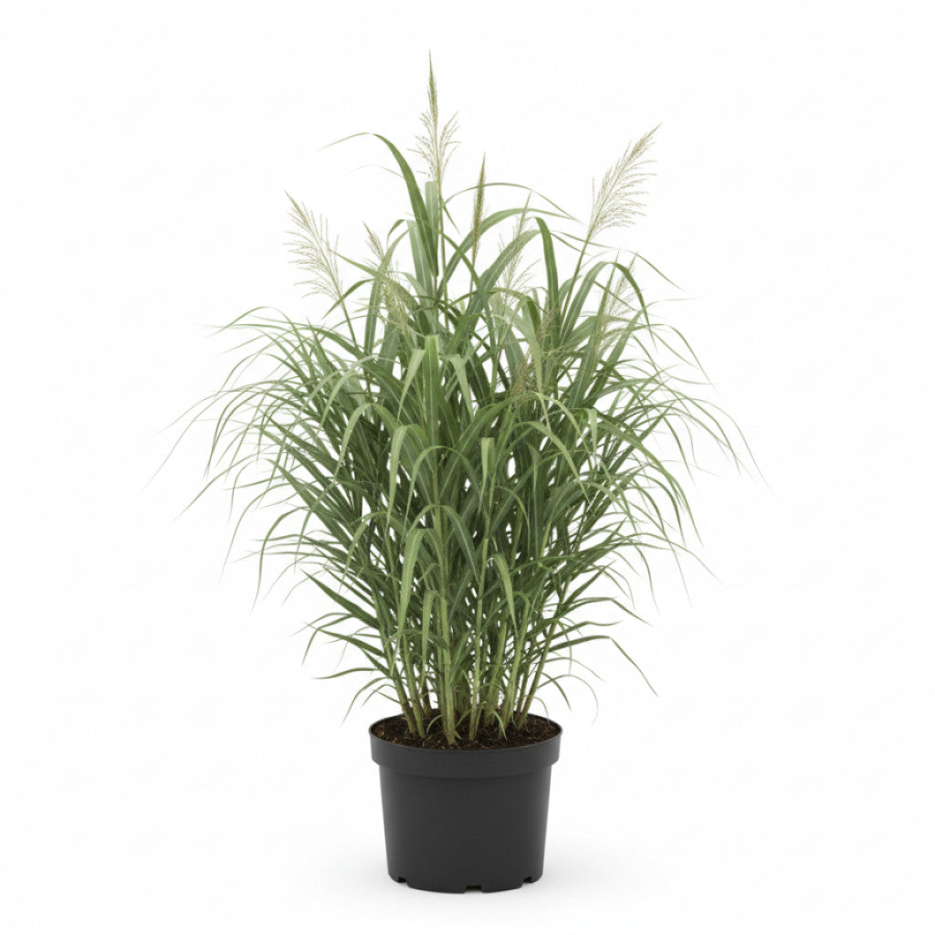Jättemiskantus – Miscanthus giganteus - C10