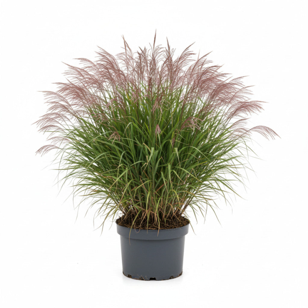 Glansmiskantus – Miscanthus sinensis &