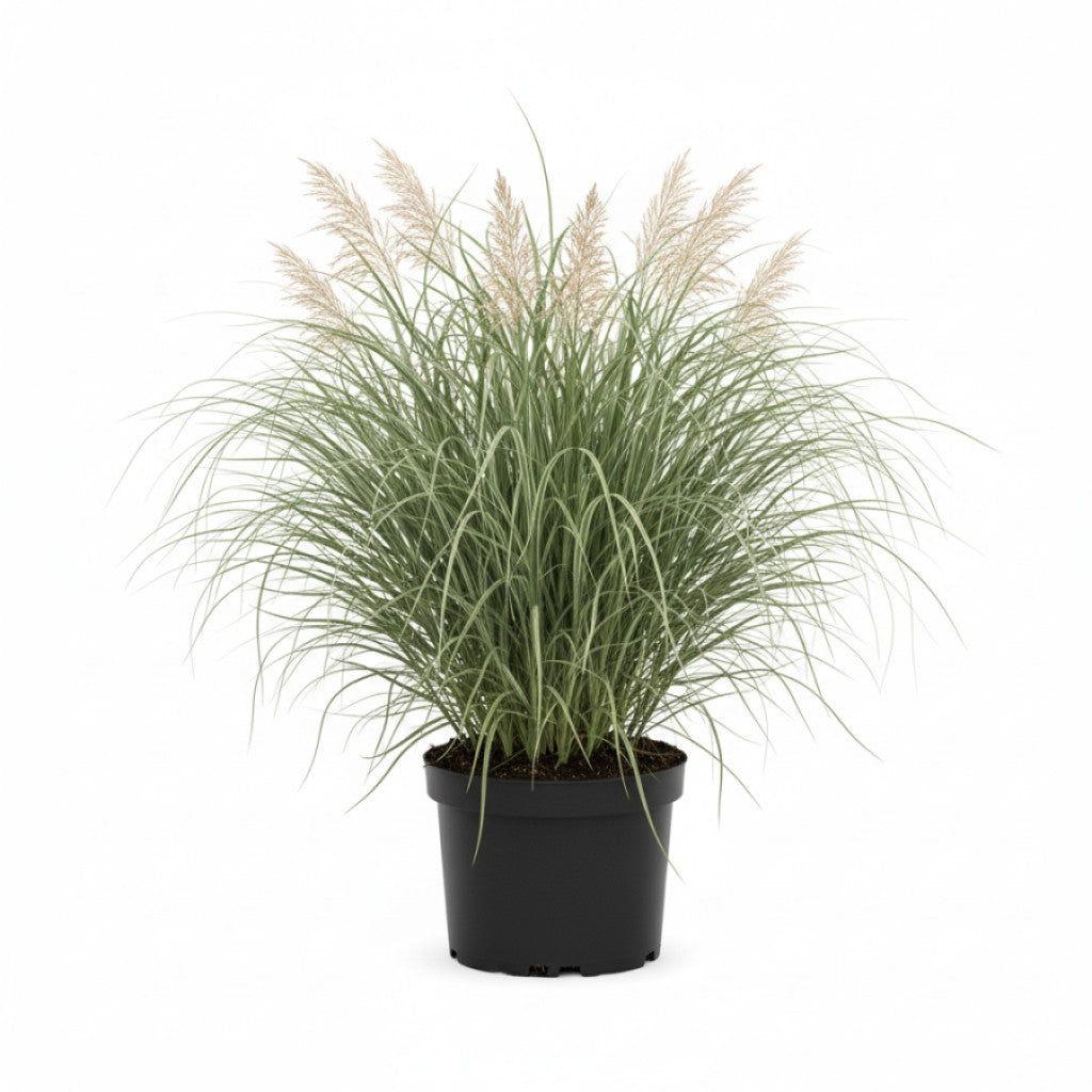 Glansmiskantus – Miscanthus sinensis &
