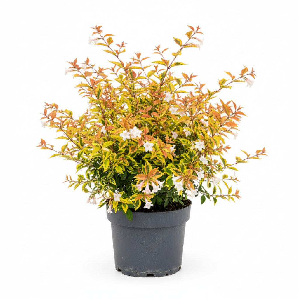 Storablia – Abelia grandifl. &