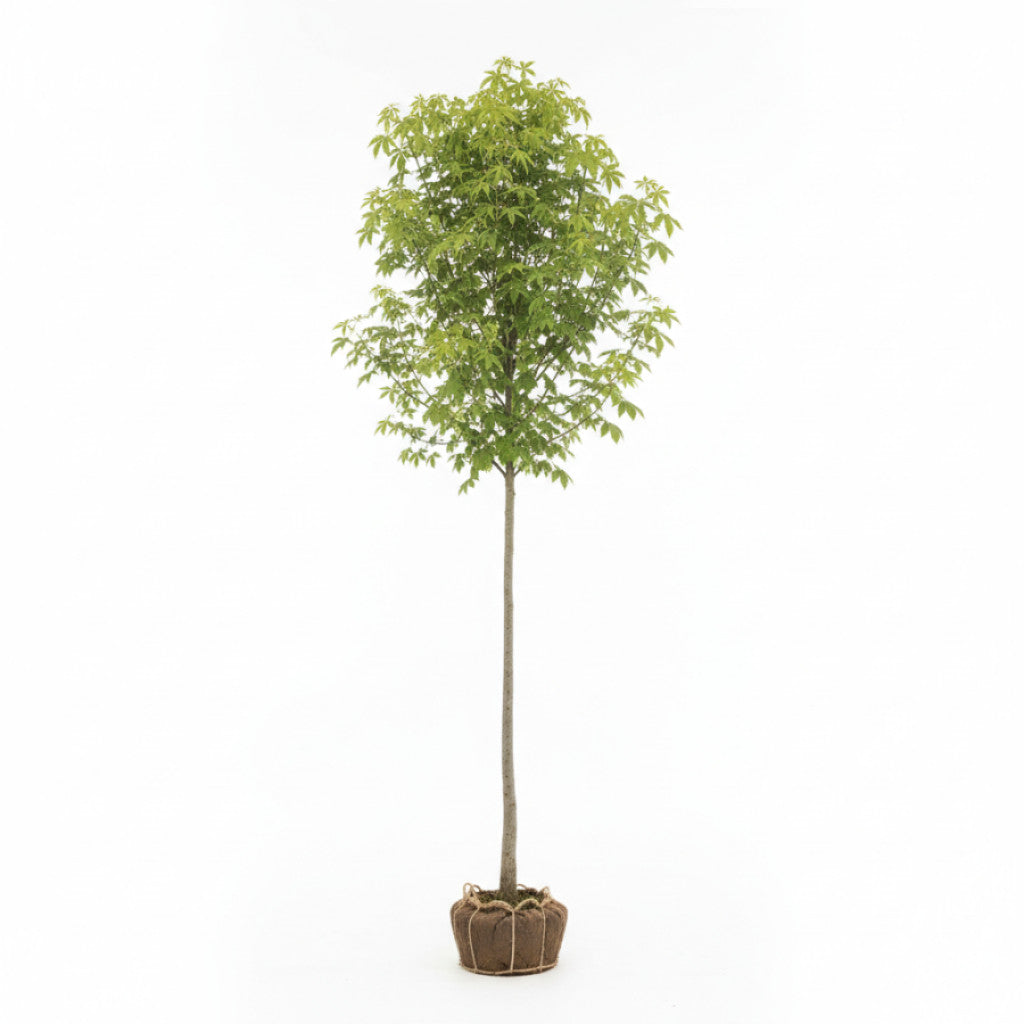 Askbladig lönn – Acer negundo - C25 8/10  200 CM Stem
