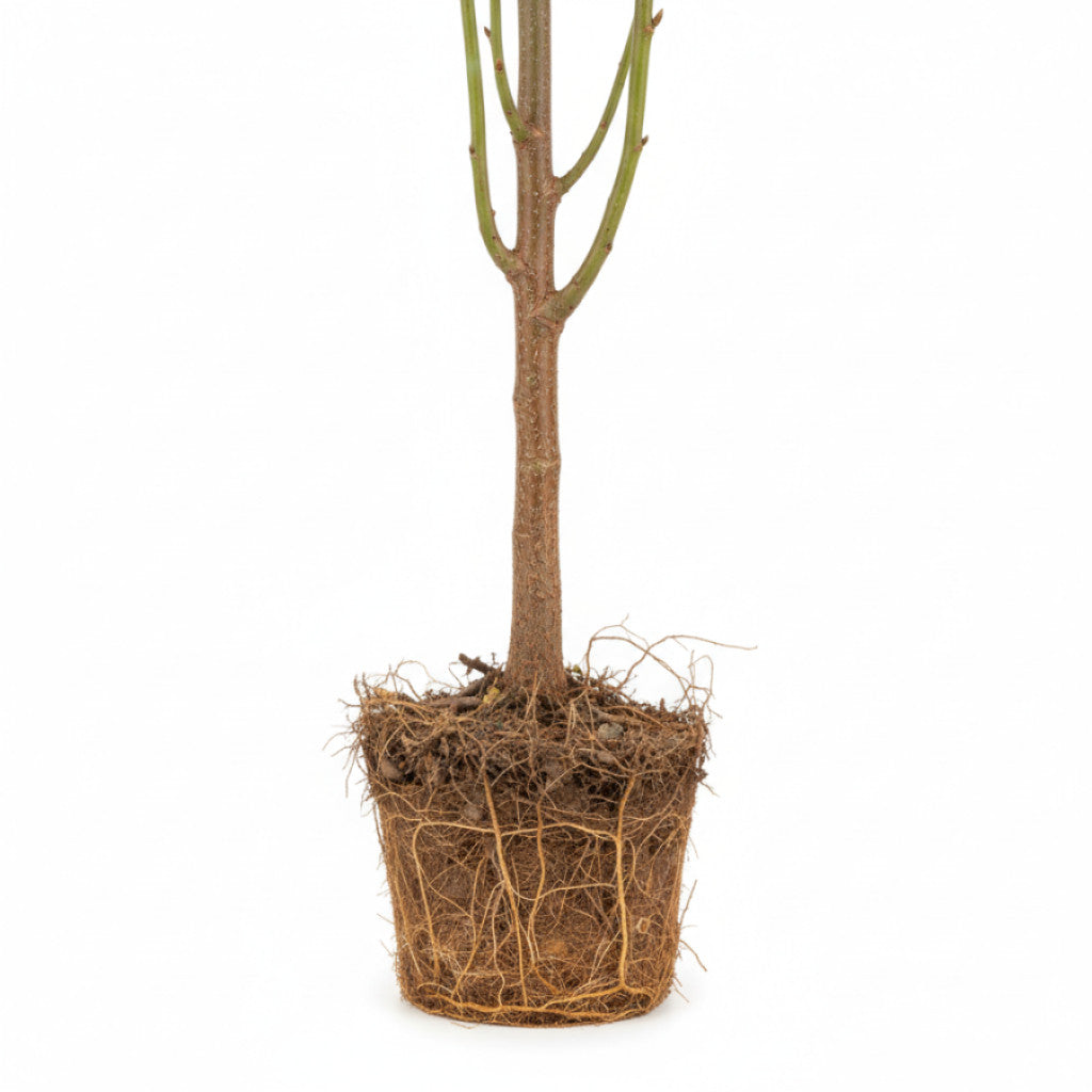 Askbladig lönn – Acer negundo - 12/14 RB