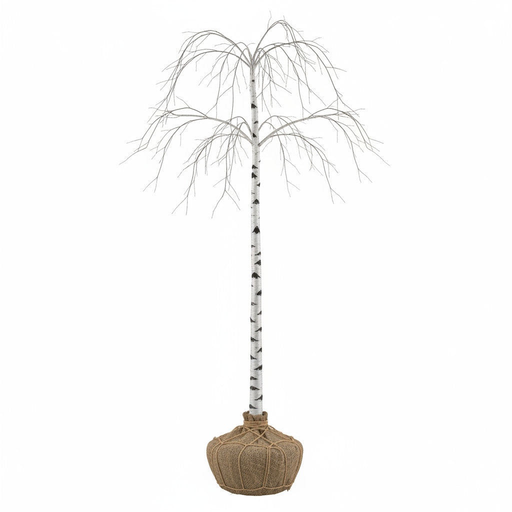 Glasbjörk – Betula p. &