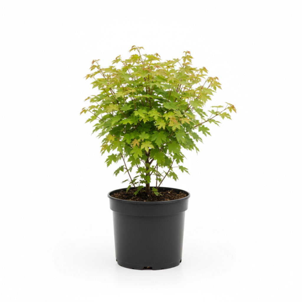 Opallönn – Acer opalus - C12
