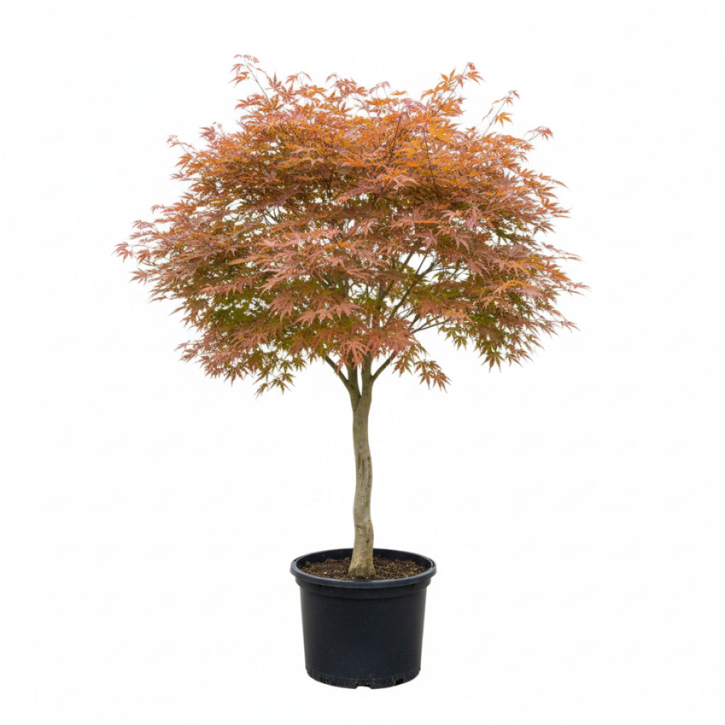 Japansk lönn – Acer pal. &