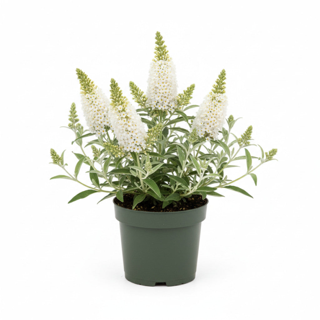 Sommarlilja – Buddelja dav. &