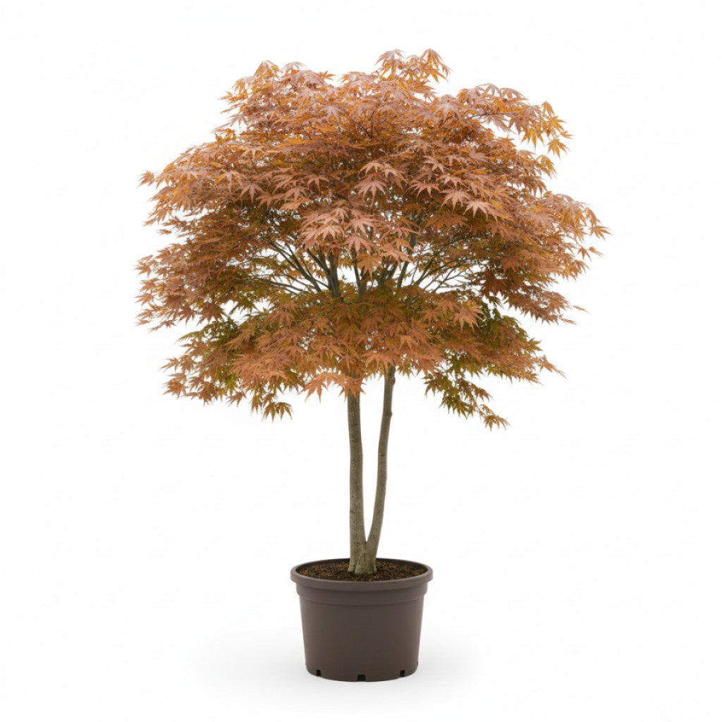 Japansk lönn – Acer pal. &