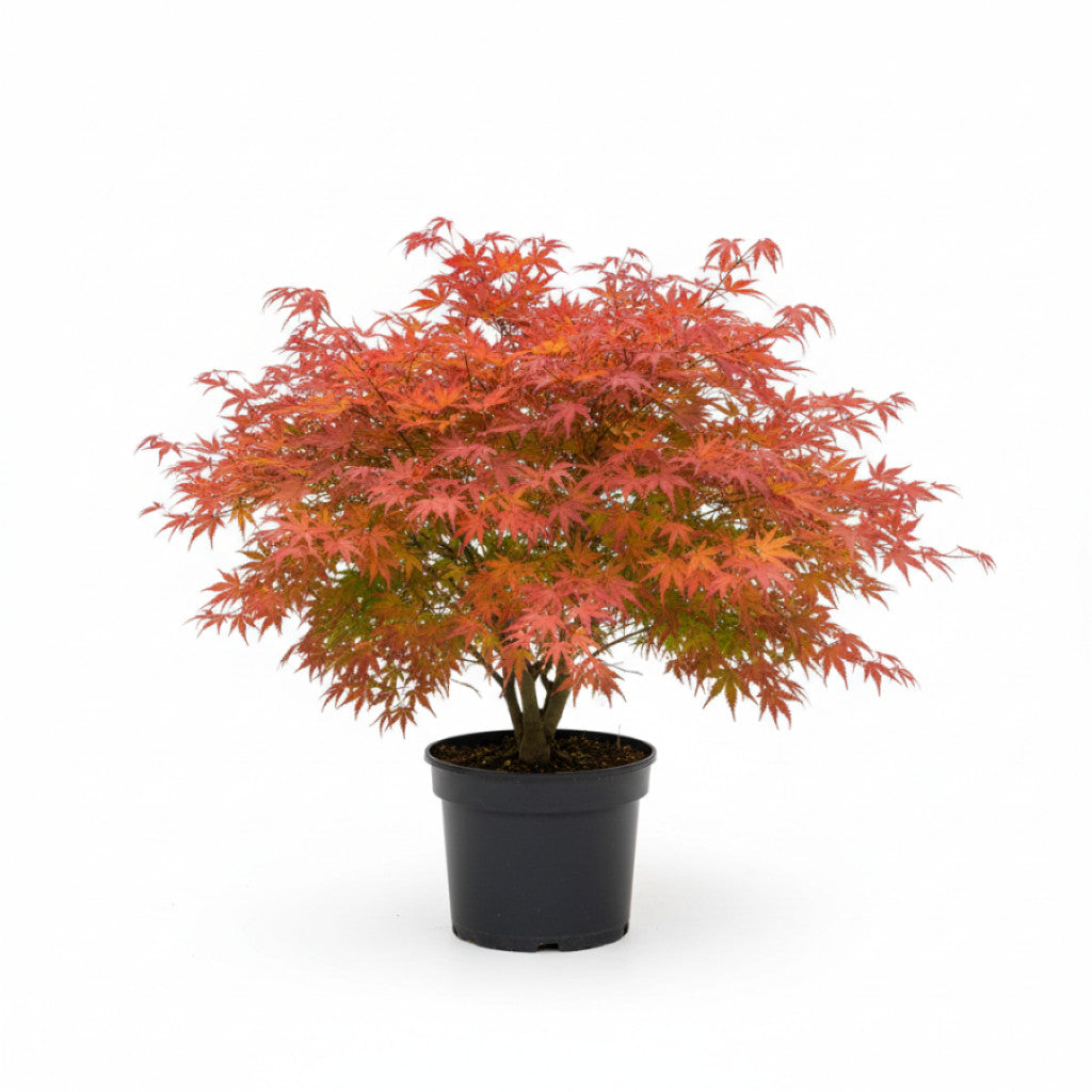 Japansk lönn – Acer pal. &