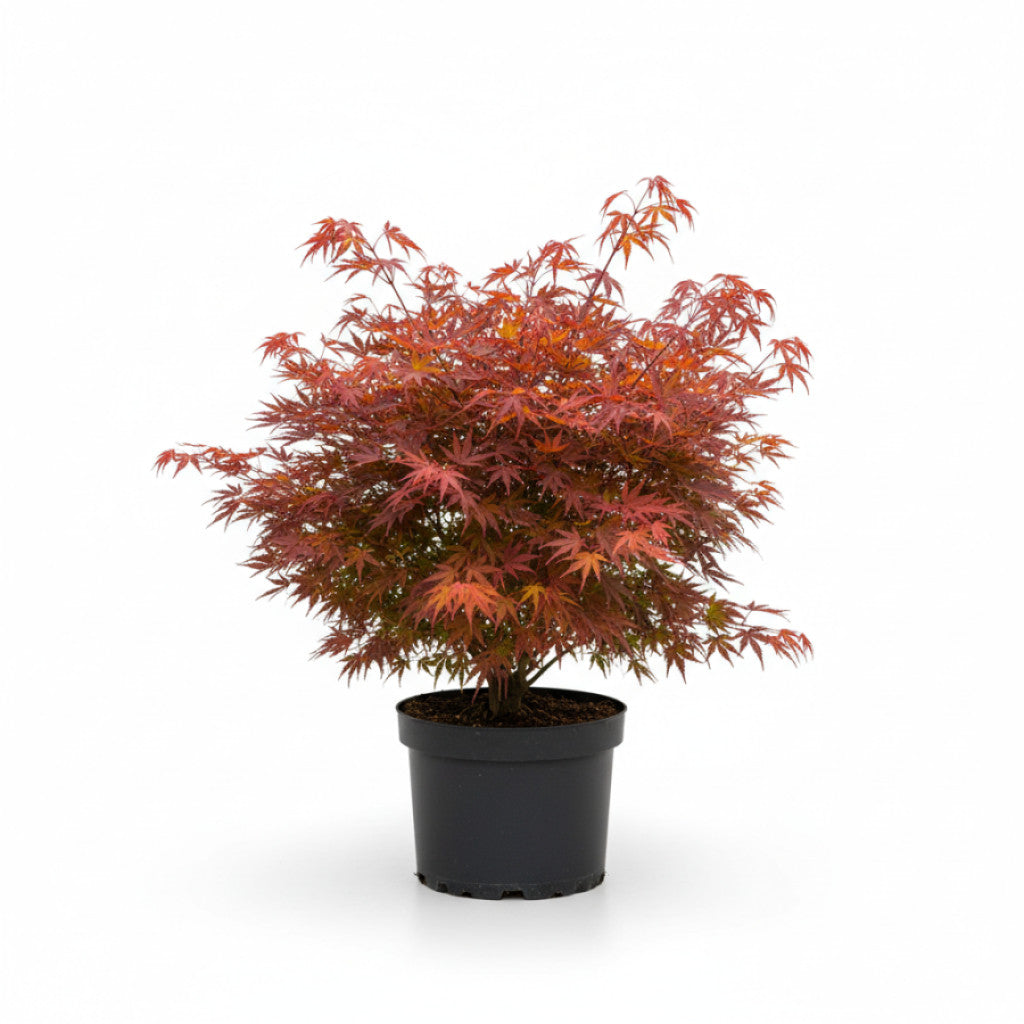 Japansk lönn – Acer pal. &