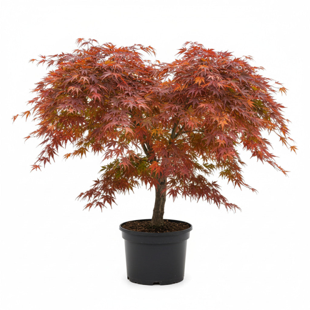 Japansk lönn – Acer pal. &