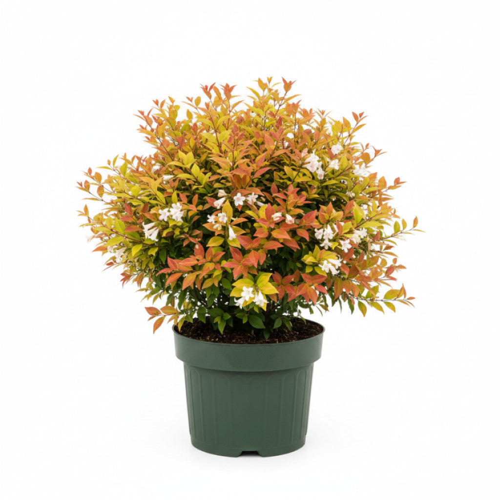 Storablia – Abelia grandifl. &
