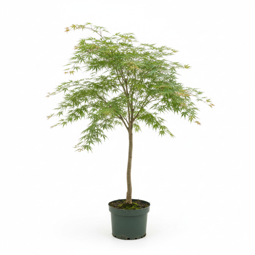 Japansk lönn – Acer pal. &