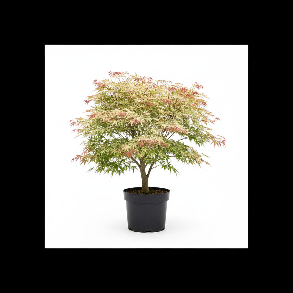 Japansk lönn – Acer pal. &