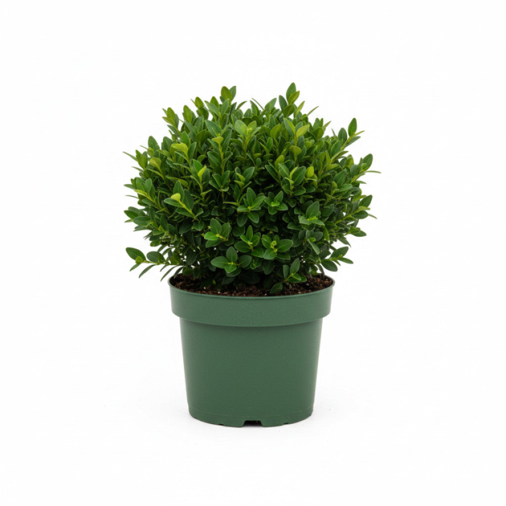 Buxbom – Buxus sempervirens - P8