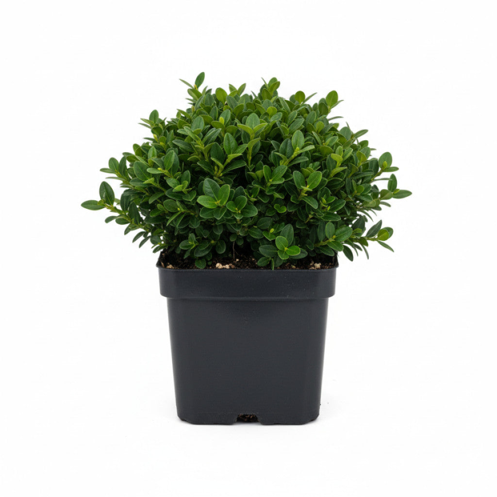 Buxbom – Buxus sempervirens - P9