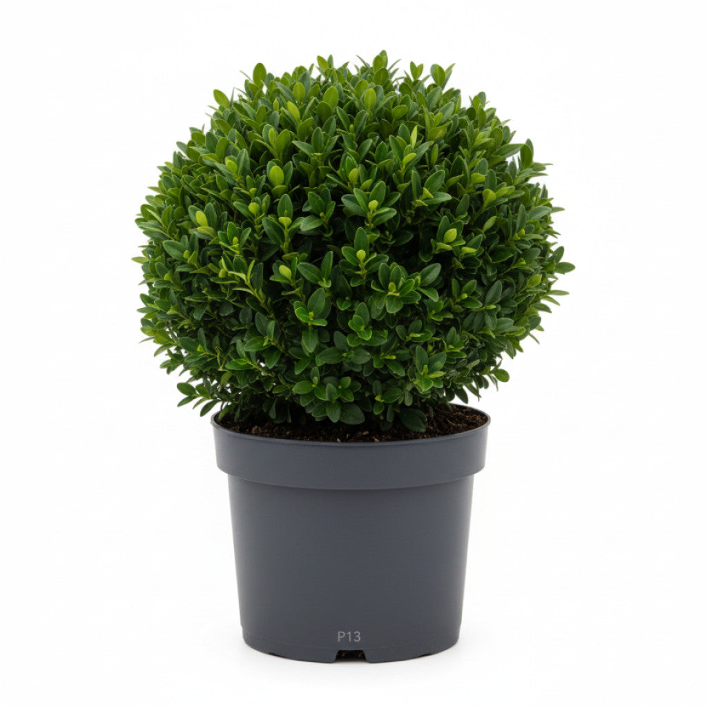 Buxbom – Buxus sempervirens - P13