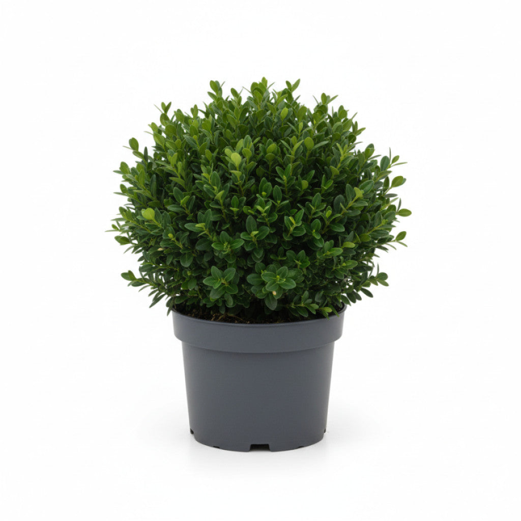 Buxbom – Buxus sempervirens - C2