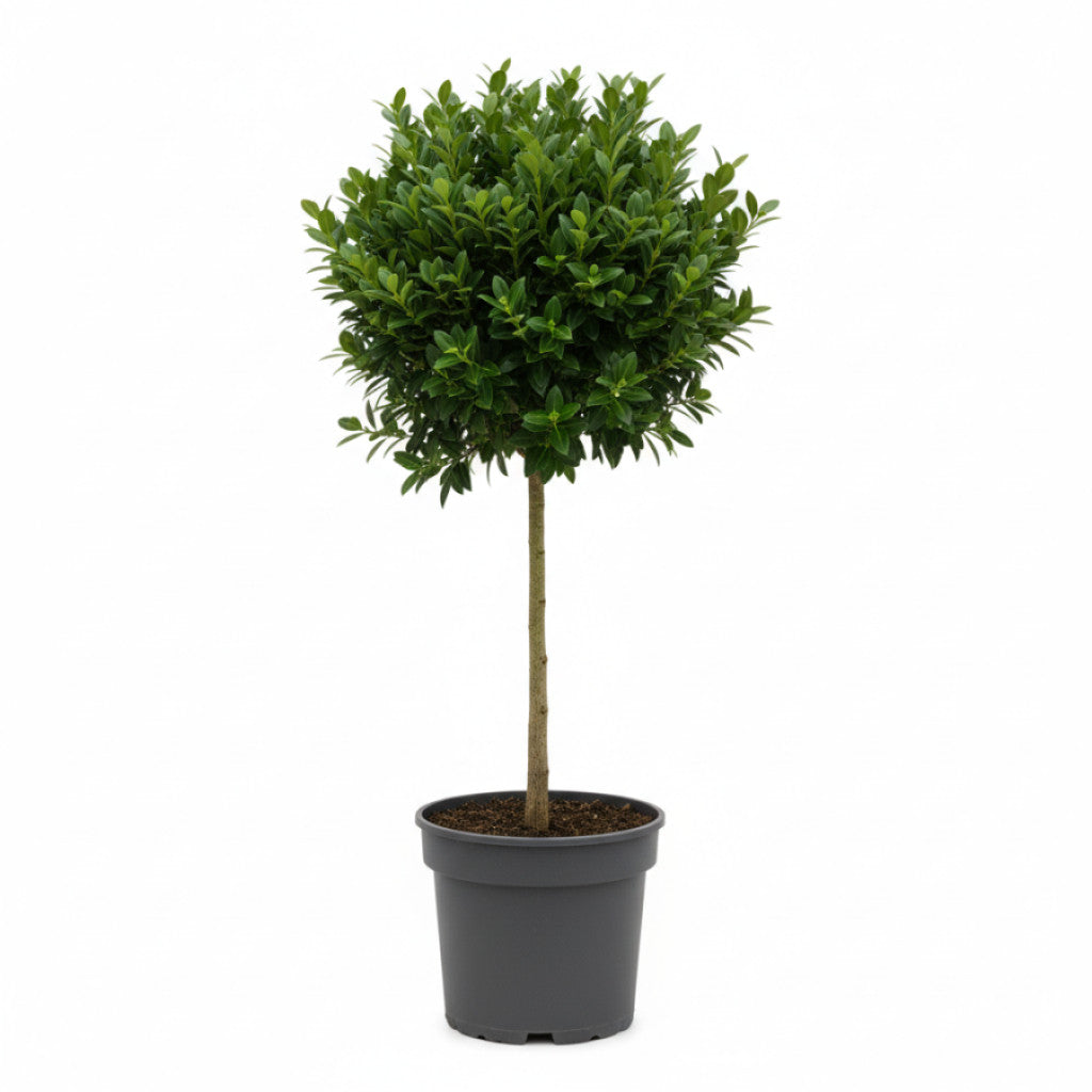Buxbom – Buxus sempervirens - 40 CM Stem C5