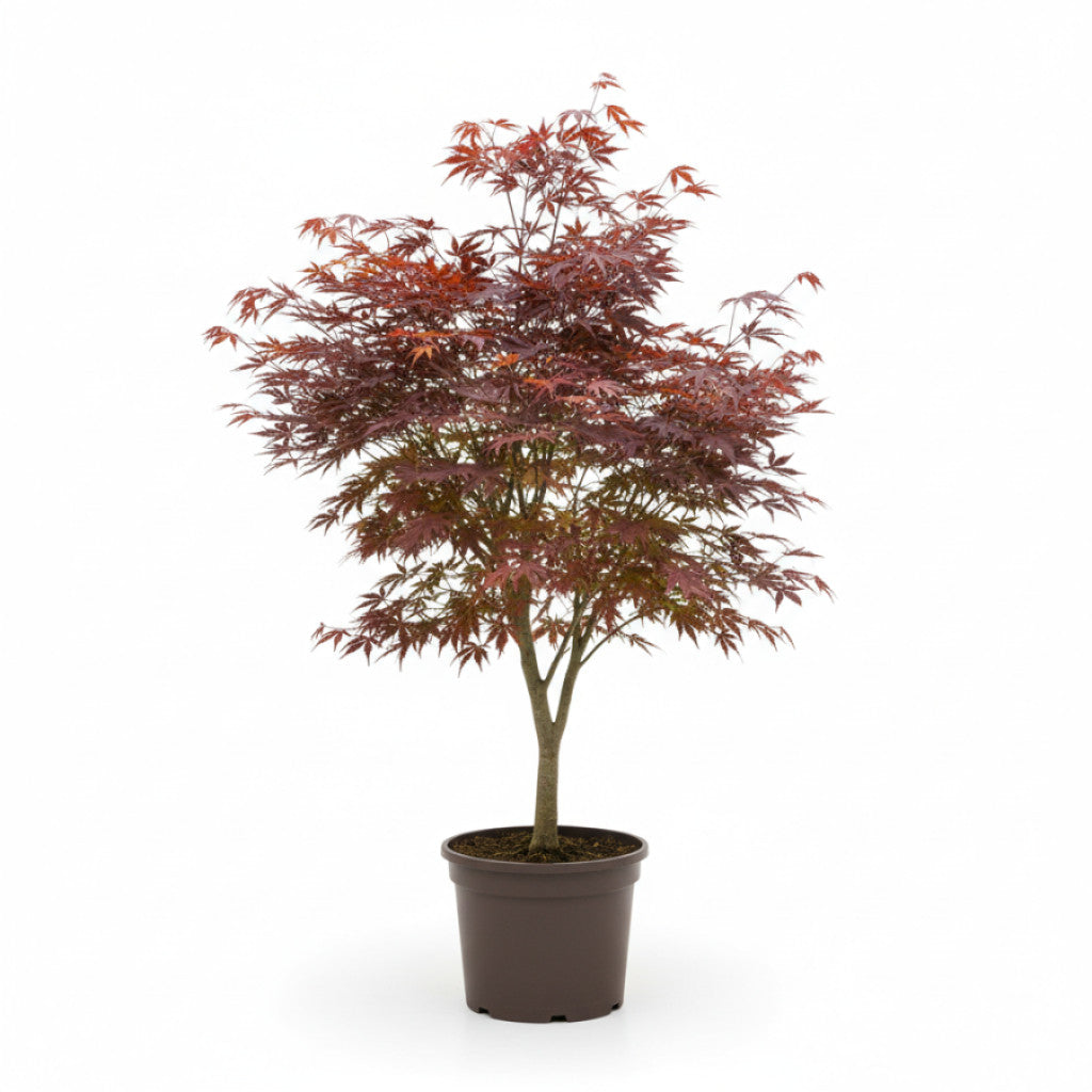 Japansk lönn – Acer palmatum - C2 100-125 CM