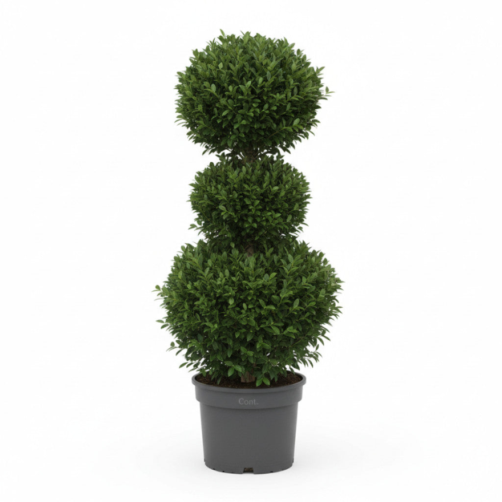 Buxbom – Buxus sempervirens - 100-120 CM TRIOBOL Cont.