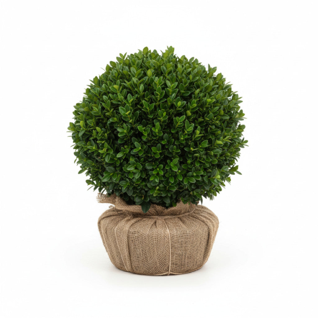 Buxbom – Buxus sempervirens &