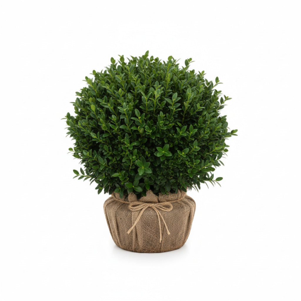 Buxbom – Buxus sempervirens &