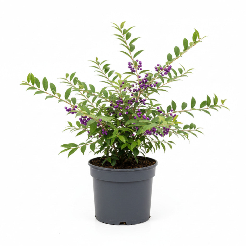 Skönhetsbär – Callicarpa bodinieri &