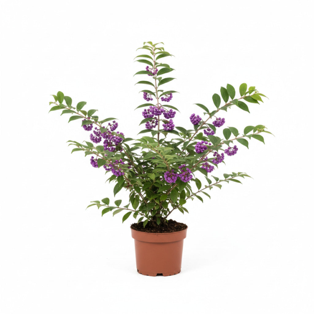 Skönhetsbär – Callicarpa bodinieri &