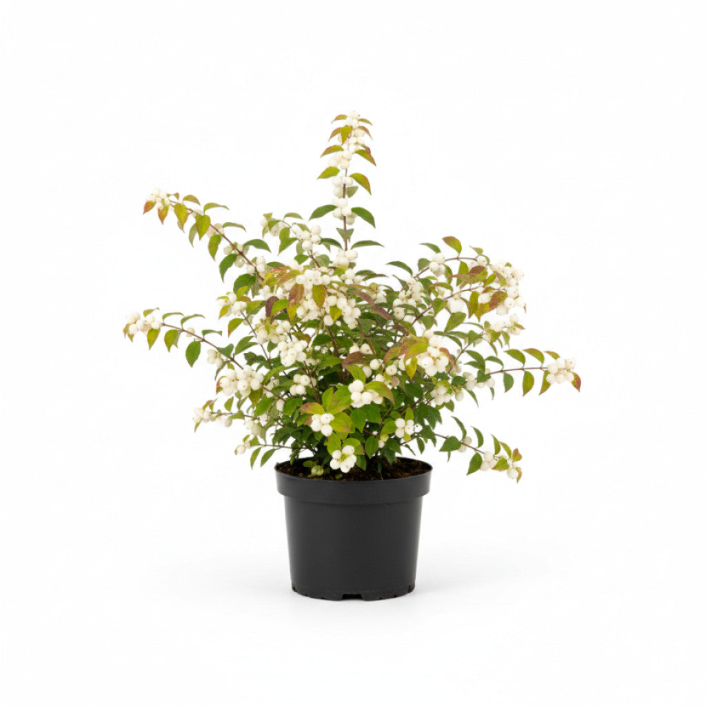 Skönhetsbär – Callicarpa bodinieri &