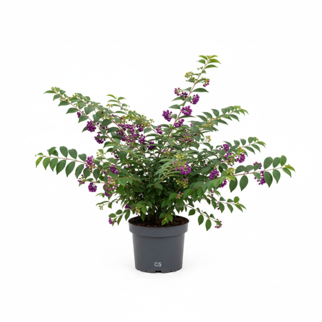 Skönhetsbär – Callicarpa bodinieri &