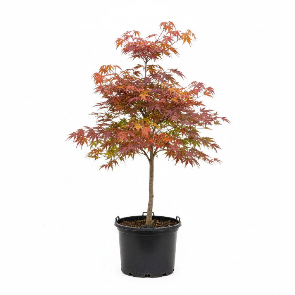 Japansk lönn – Acer palmatum - C12 125-150 CM