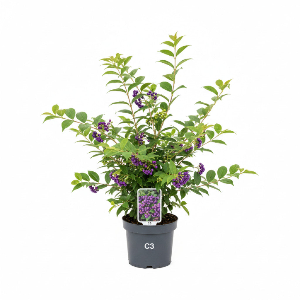 Skönhetsbär – Callicarpa dichotoma &