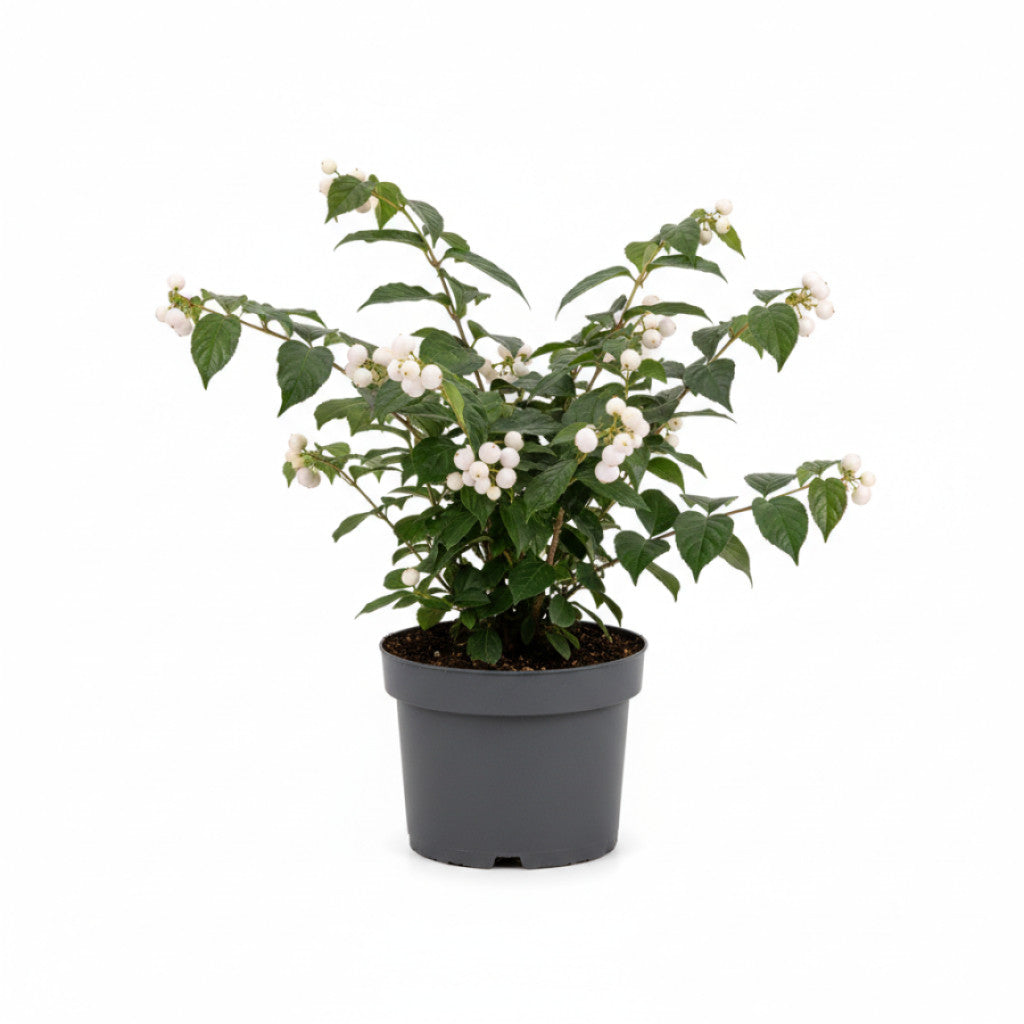 Skönhetsbär – Callicarpa &