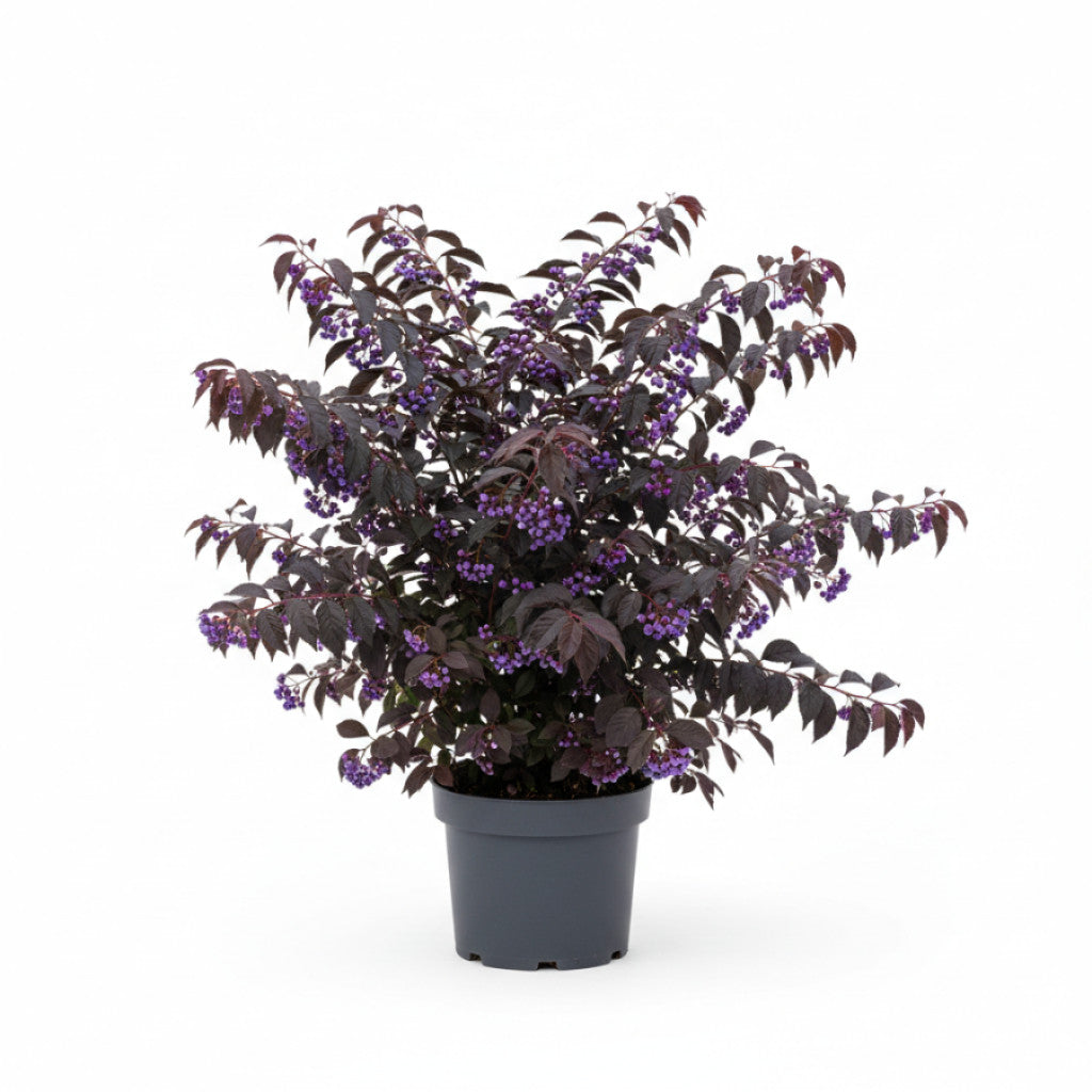Skönhetsbär – Callicarpa &