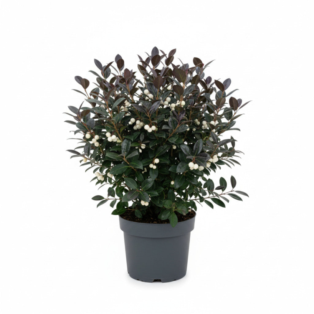 Skönhetsbär – Callicarpa &