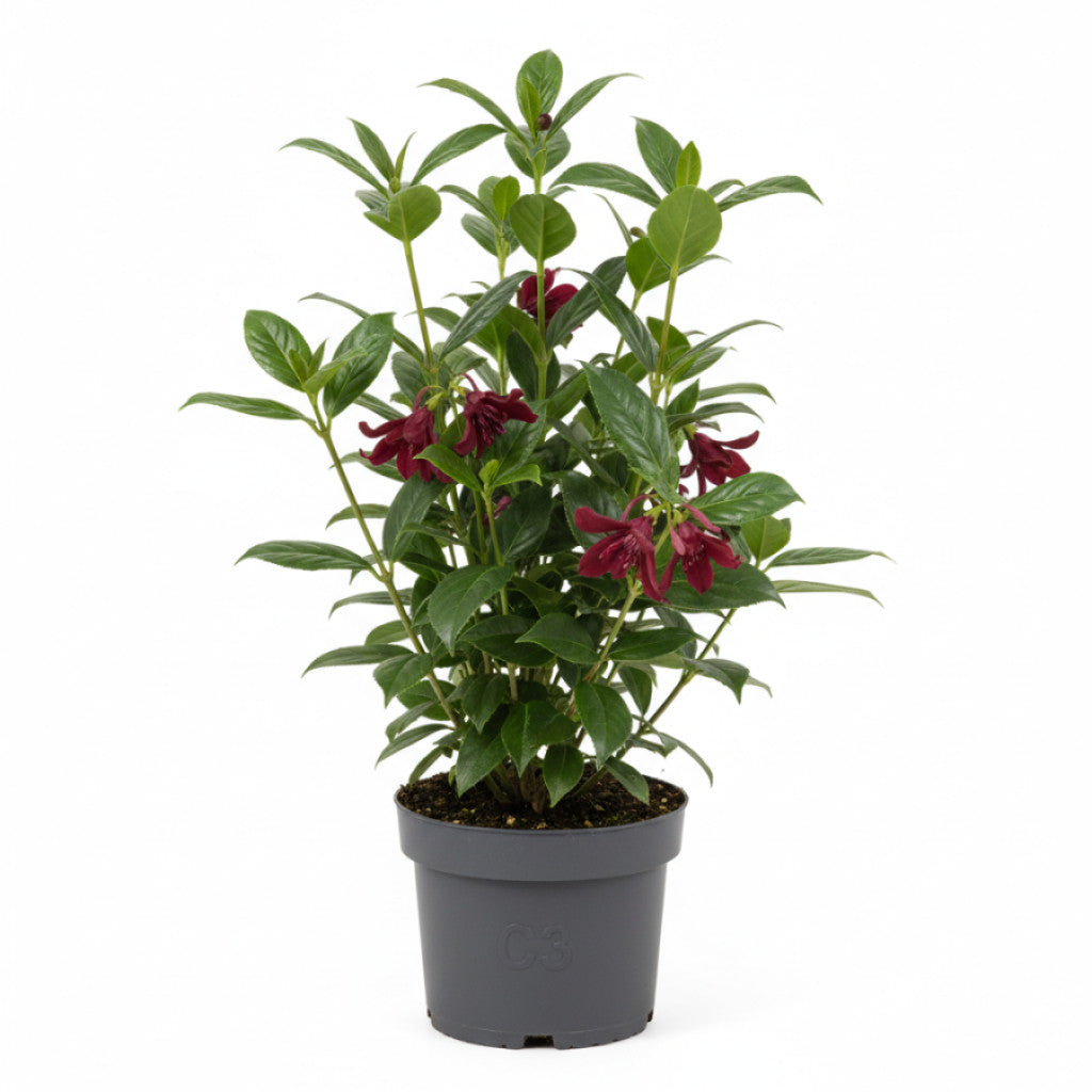 Kryddbuske – Calycanthus raulstonii &