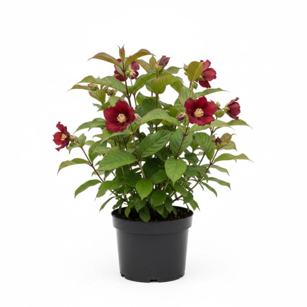 Kryddbuske – Calycanthus raulstonii &